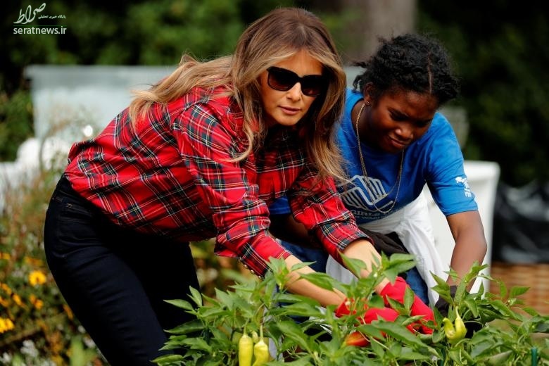 تصاویر/ باغبانی همسر ترامپ در کاخ سفید