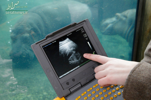 دکتر جسی یک زیست شناس باروری در باغ وحشی در سینسیناتی در حال مشاهده سونوگرافی یک اسب آبی 17 ساله