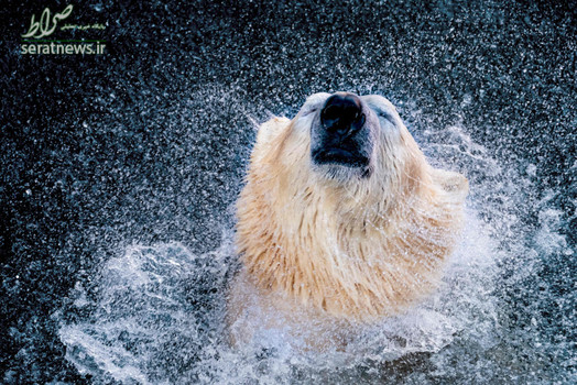 یک خرس قطبی در باغ وحش هانوفر آلمان