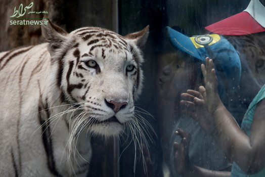 یک کودک سعی می کند ببر سفید بنگال را در باغ وحشی در لیمای پرو ببوسد