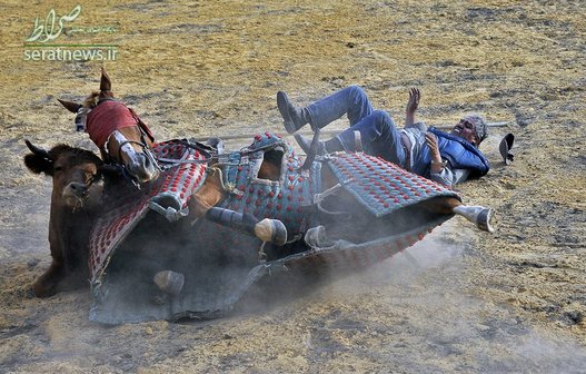 افتادن اسب روی گاو نر در جریان آموزش گاوبازی در کلمبیا