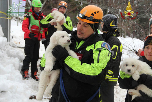 نجات چند توله سگ توسط آتش نشانان ایتالیایی از یک هتل بهمن زده