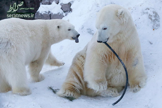 دو خرس قطبی در باغ وحشی در کراسنویارسک روسیه