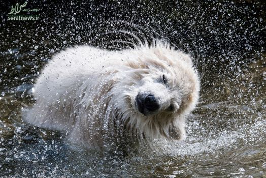 شنای توله خرس قطبی در باغ وحش مونیخ
