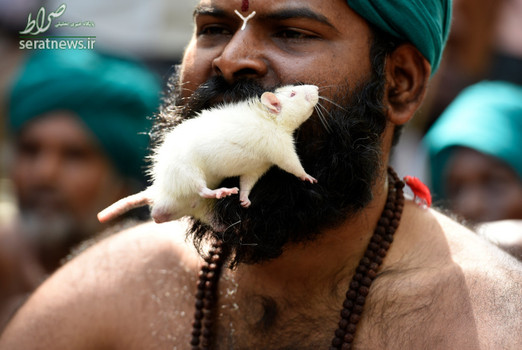 کشاوزی در تامیل نادو با یک موش در دهان در جریان تظاهرات علیه خشکسالی و کوتاهی دولت هند برای اعطای وام 