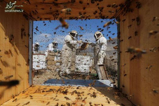 زنبورداران فلسطینی در حال جمع آوری عسل از کندوها در مزرعه ای در رفح