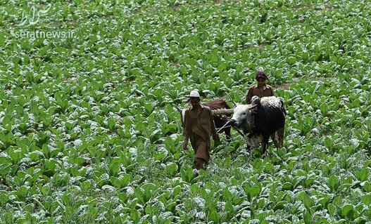 کشاورزان پاکستانی در حال عبور از یک مزرعه کشت تنباکو با گاو