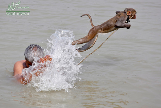 شنای یک میمون با یک پیرمرد در یک روز گرم تابستان - کلکته، هند
