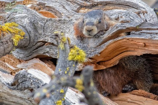 موش خرمای کوهی در میان تنه های درختان در پارک ملی گراندتتون آمریکا