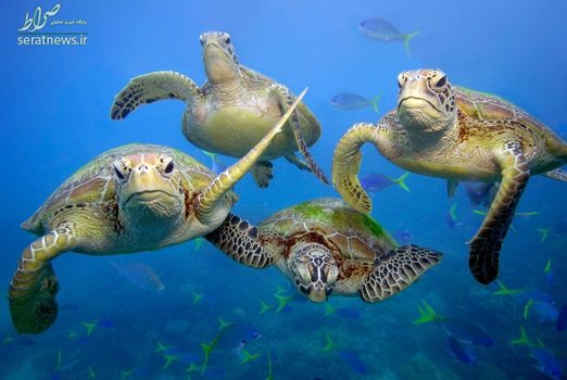 لاکپشت های سبز در دیواره مرجانی کوئینزلند