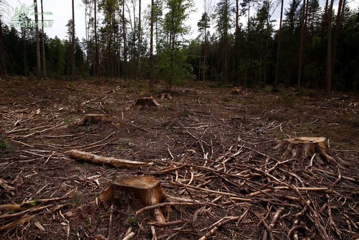 نابودی یک جنگل کهن در لهستان