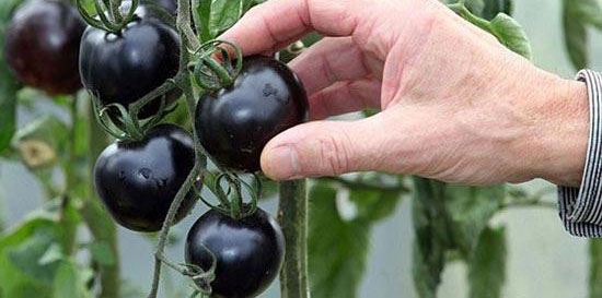 تصاویر/ پرورش گوجه‌ فرنگی به رنگ سیاه!