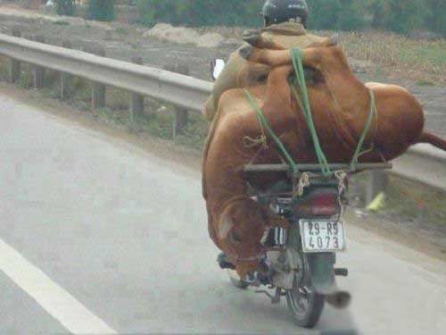 عکس/ حمل گاو با موتور سیکلت!