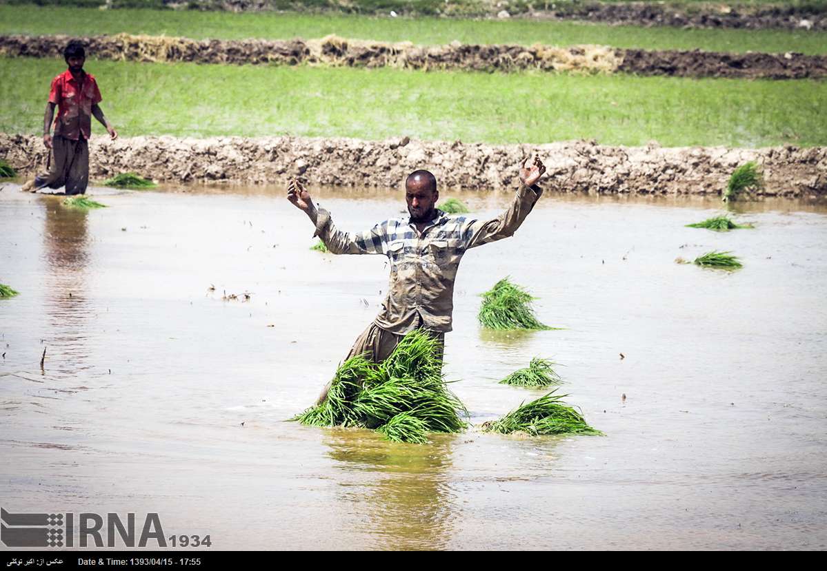 تصاویر/ برنج کاری با آب فاضلاب