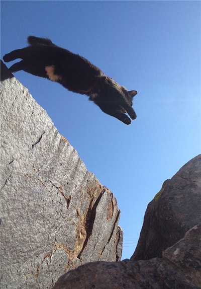 گربه‌ خانگی که صخره نورد شد+تصاویر