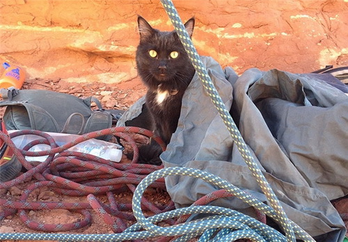 گربه‌ خانگی که صخره نورد شد+تصاویر