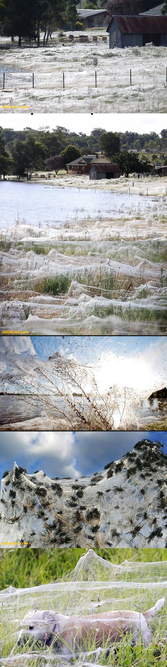 عکس/ مزرعه ای از تار عنکبوت!