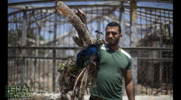 تصاویر/ حمله اسرائیل به یک باغ‌وحش در غزه!