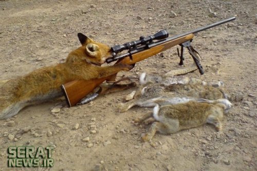 عکس/ وقتی روباه دست به سلاح می‌شود!