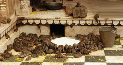 معبد موش های مقدس در هند +تصاویر