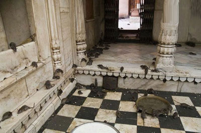 معبد موش های مقدس در هند +تصاویر