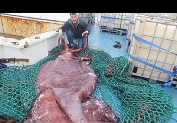 صید ماهی منجمد 350 کیلویی+تصاویر