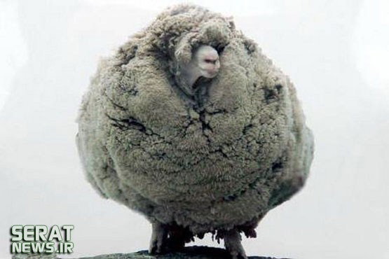 عکس/ پشمالوترین گوسفند جهان