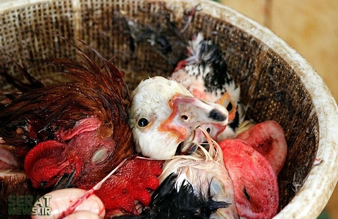 گزارشی تکان دهنده از قتل عام پرندگان مهاجر در تالاب فریدونکنار/کشتار غاز وحشی برای 40 هزار تومان