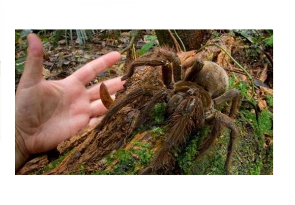 بزرگ‌ترین عنکبوت جهان +تصاویر