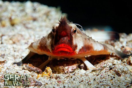 تصاویر / عجیب‌ترین هیولاهای دریایی