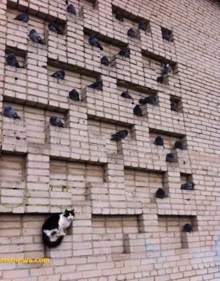 عکس/ خوش‌نشینی گربه روی دیوار