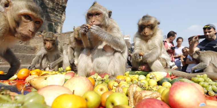 عکس/جشنواره میمون‌ها در معبد