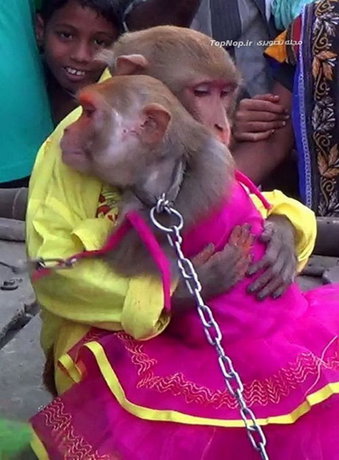 جشن عروسی میمون‌ها + تصاویر