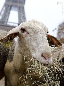 تجمع گوسفندان اطراف برج ایفل + تصاویر