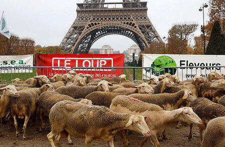 تجمع گوسفندان اطراف برج ایفل + تصاویر