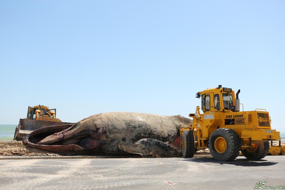 عکس/ مرگ یک کوسه با 14 متر طول در سواحل آفریقای جنوبی