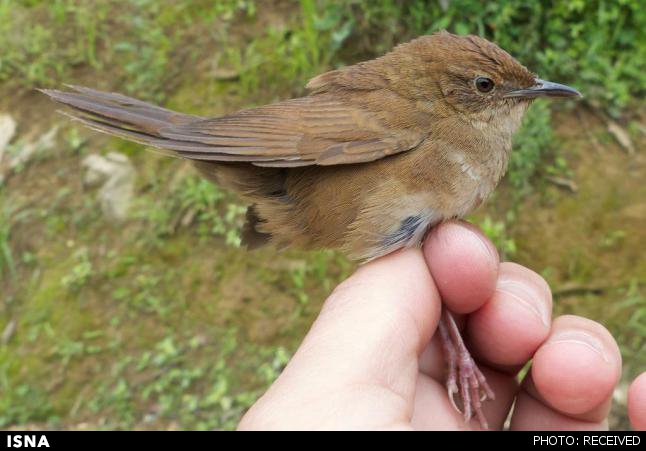 کشف گونه جدیدی پرنده در چین +عکس