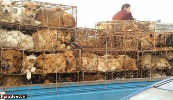 (تصاویر) «سگ‌کشی» هولناک در چین