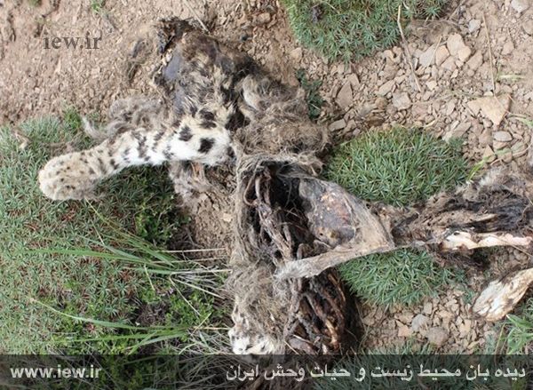 مرگ دهمین پلنگ ایرانی در کمتر از ۶۰ روز