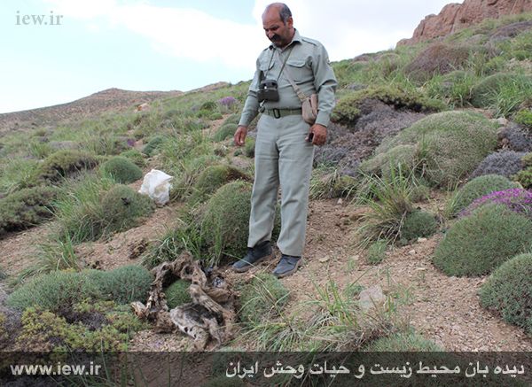 مرگ دهمین پلنگ ایرانی در کمتر از ۶۰ روز