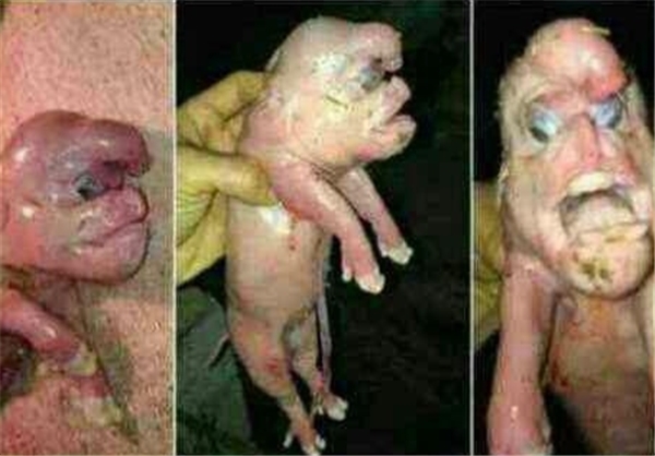 این بچه خوک نوزاد زن داعشی نیست +تصاویر