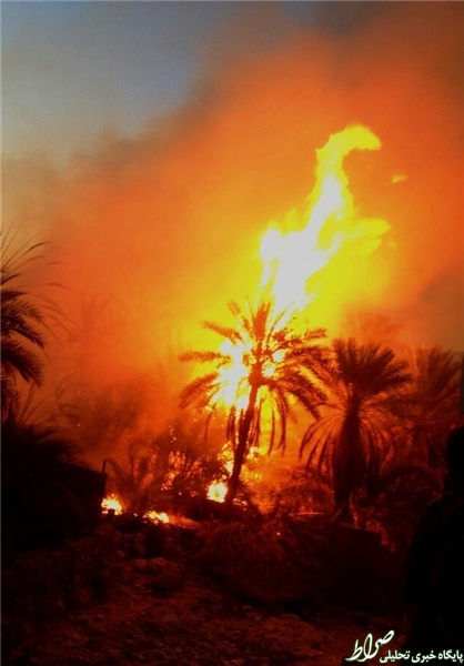آتش‌سوزی در نخلستان‌های هرمزگان +تصاویر