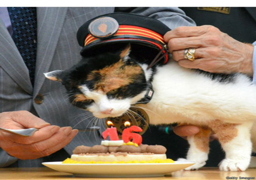 گربه ای که رئیس ایستگاه قطار بود!+عکس