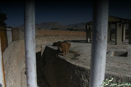 وضعیت اسفبار حیوانات یک باغ‌وحش +تصاویر