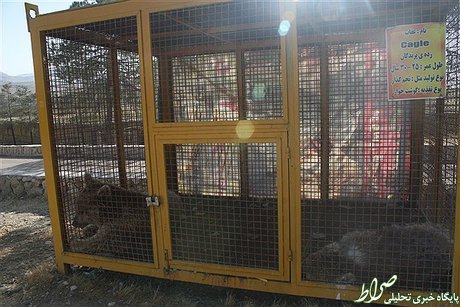 وضعیت اسفبار حیوانات یک باغ‌وحش +تصاویر
