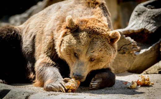 خرس گریزلی یک کوهنورد را خورد+عکس