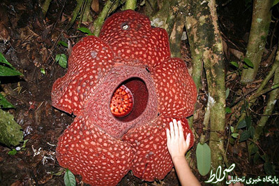 بزرگترین و کوچکترین گل دنیا+ تصاویر