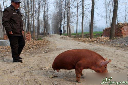 کشف یک خوک دو پا در چین +عکس