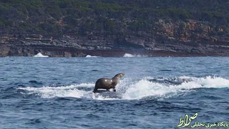 موج‌سواری فک روی نهنگ! +عکس