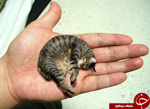 کوچکترین گربه دنیا +تصاویر